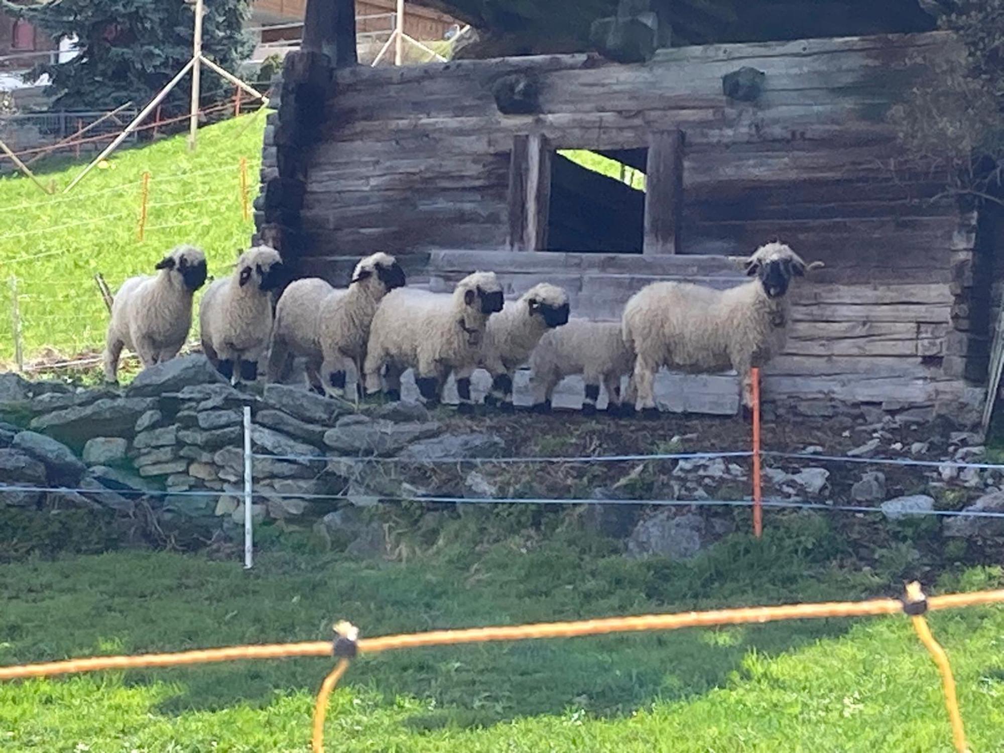格雷兴Alte Bock 2.0住宿加早餐旅馆 外观 照片